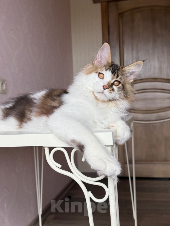 Кошки в Барнауле: Котенок мейн-куна Степа Мальчик, Бесплатно - фото 1