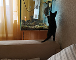 Кошки в Омске: Котенок в добрые руки Мальчик, Бесплатно - фото 3