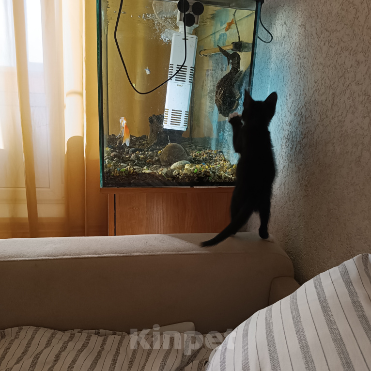 Кошки в Омске: Котенок в добрые руки Мальчик, Бесплатно - фото 3