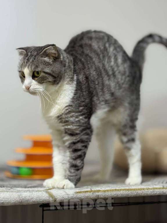 Кошки в Санкт-Петербурге: Ласковая Зена из приюта в добрые руки Девочка, Бесплатно - фото 6