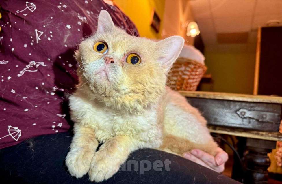 Кошки в Москве: Котик Кудряш в добрые руки  Мальчик, Бесплатно - фото 5