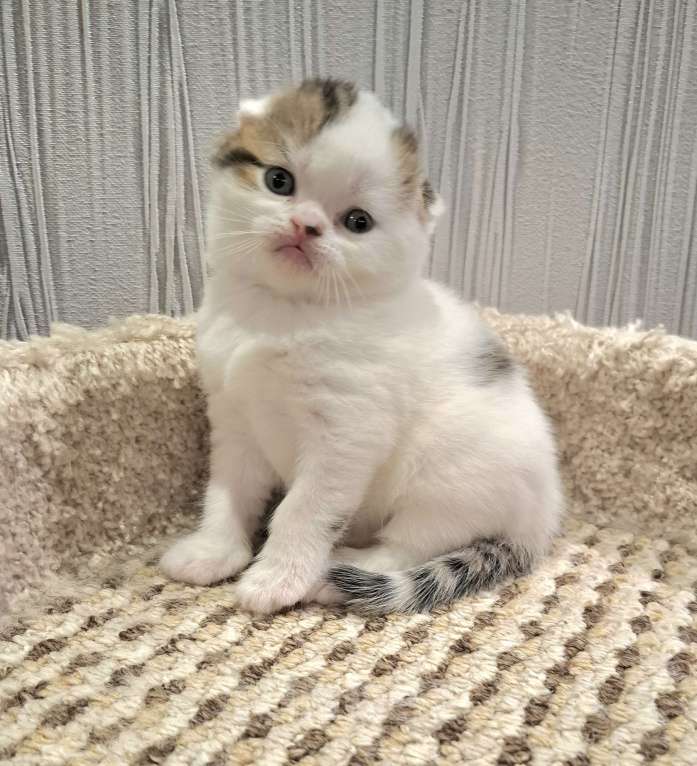 Кошки в Ярославле: Шотландский вислоухий короткошерстный мальчик Мальчик, 30 000 руб. - фото 3