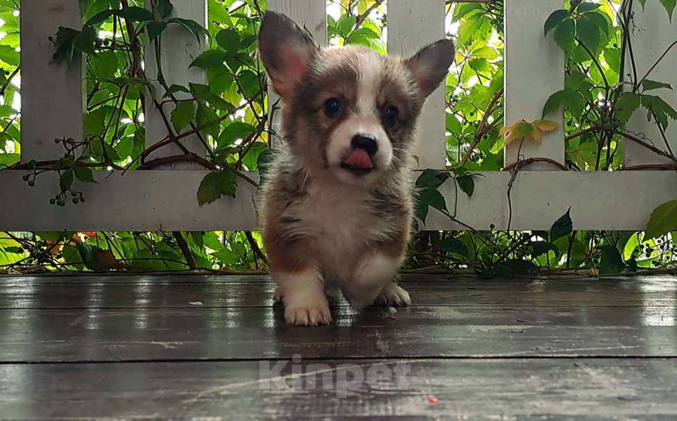 Собаки в Москве: Корги щенки  Девочка, 120 000 руб. - фото 2