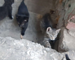 Кошки в Брянске: Возьмите в добрые руки, 1 руб. - фото 4