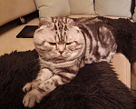 Кошки в Тольятти: Кот ждет на вязку, 2 000 руб. - фото 3