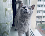 Кошки в Малмыже: Котёнок, 2 500 руб. - фото 5
