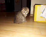 Кошки в Теберде: Тигрёнок на Золоте с Особняком, 14 999 руб. - фото 3