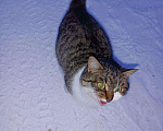 Кошки в Серафиме: Шотландская прямоухая кошка. Стерилизована., Бесплатно - фото 1
