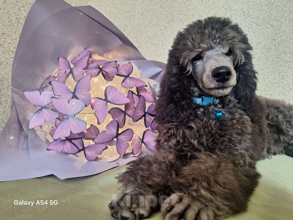 Собаки в Санкт-Петербурге: Пудель средний Мальчик, 90 000 руб. - фото 5