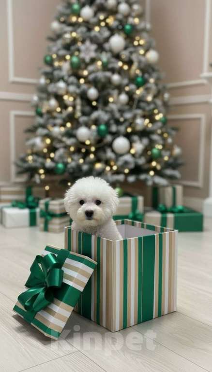 Собаки в Москве: Щенки бишон фризе Мальчик, 120 000 руб. - фото 2