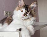 Кошки в Барнауле: Котенок мейн-куна Степа Мальчик, Бесплатно - фото 5