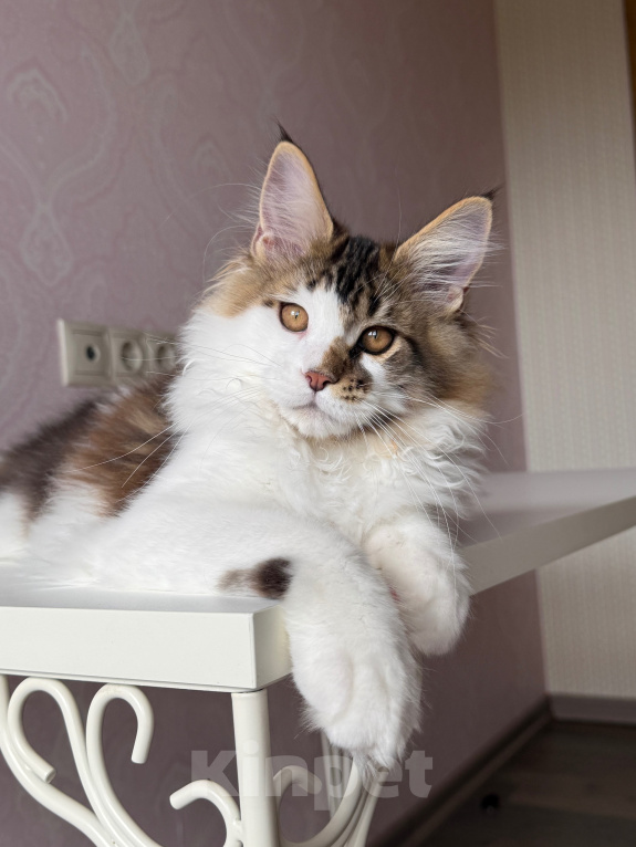 Кошки в Барнауле: Котенок мейн-куна Степа Мальчик, Бесплатно - фото 5