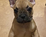 Собаки в Санкт-Петербурге: Шикарный мальчик французского бульдога  Мальчик, 45 000 руб. - фото 8