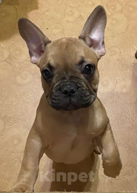 Собаки в Санкт-Петербурге: Шикарный мальчик французского бульдога  Мальчик, 45 000 руб. - фото 8