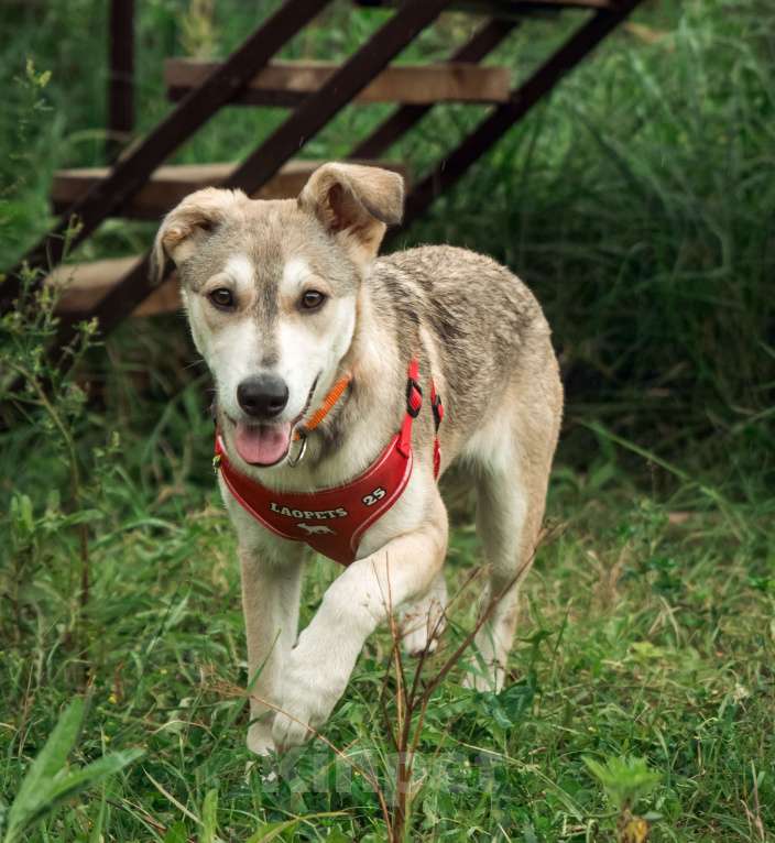 Собаки в Москве: Нежной Адель очень нужен дом  Девочка, Бесплатно - фото 2