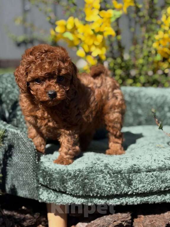 Собаки в Челябинске: Той-пудель, щенок Девочка, 150 000 руб. - фото 6