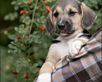 Собаки в Москве: 🐶 Рокки в поисках своих МамПап! 🐶 Мальчик, Бесплатно - фото 9