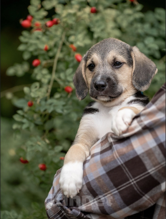 Собаки в Москве: 🐶 Рокки в поисках своих МамПап! 🐶 Мальчик, Бесплатно - фото 9