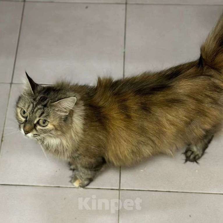 Кошки в Москве: Трогательная пушистая Пчелка Девочка, Бесплатно - фото 2