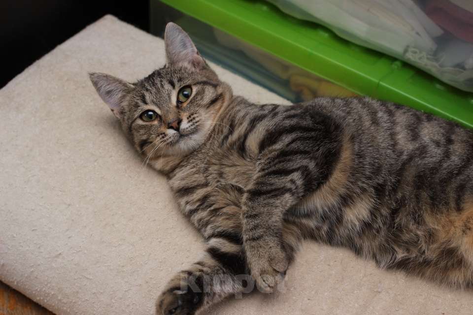 Кошки в Москве: Ласковая 6 мес кошечка Уля в поиске семьи! Девочка, Бесплатно - фото 9