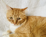 Кошки в Москве: Кот ищет дом Мальчик, Бесплатно - фото 3