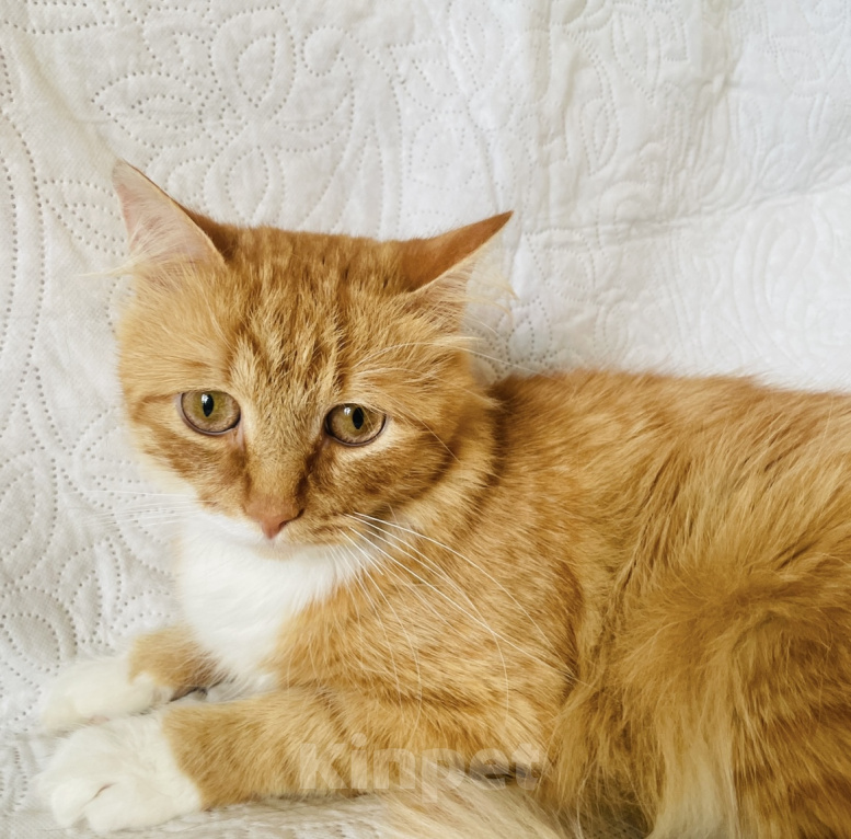 Кошки в Москве: Кот ищет дом Мальчик, Бесплатно - фото 3