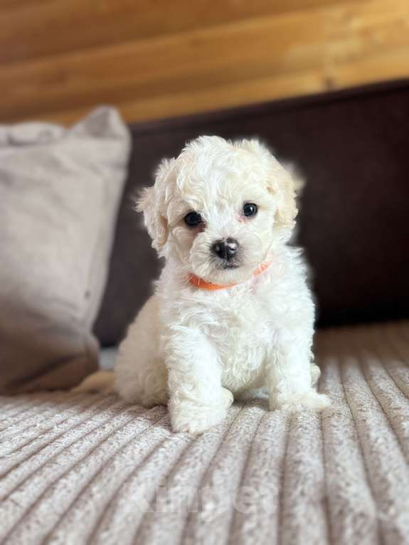 Собаки в Новосибирске: Бишон фризе, щенки Мальчик, 45 000 руб. - фото 6