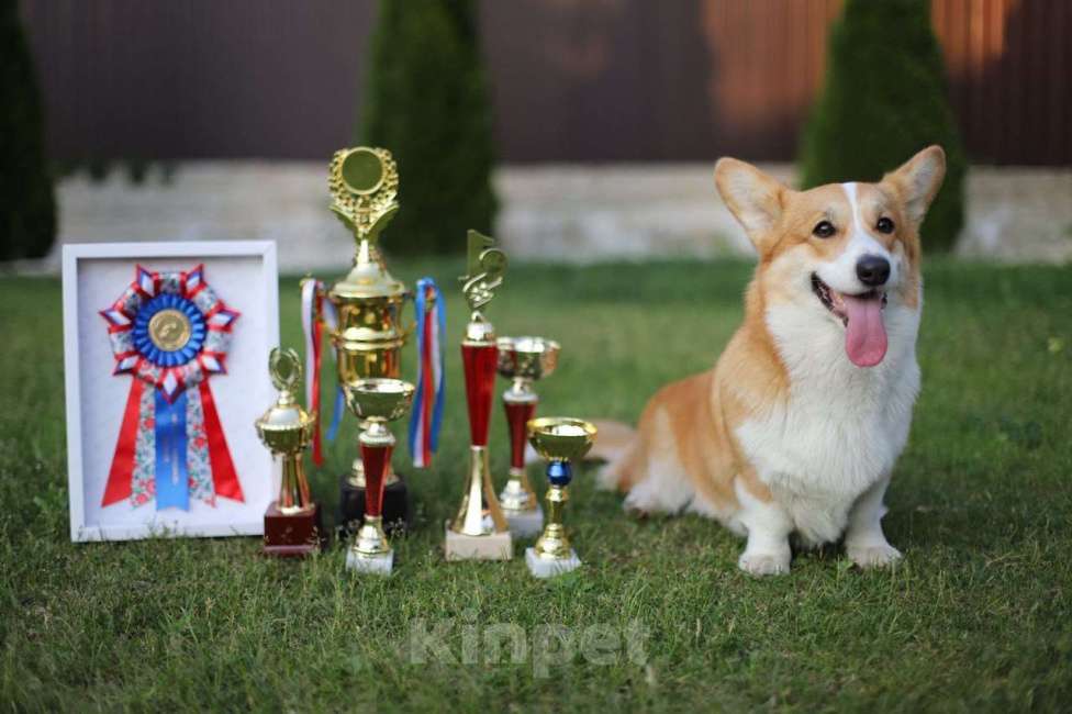 Собаки в Воронеже: Мальчик 2,5 мес Мальчик, Бесплатно - фото 9