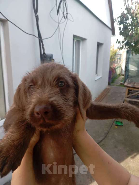 Собаки в других городах Крыма: Щенок Мальчик, 2 000 руб. - фото 6