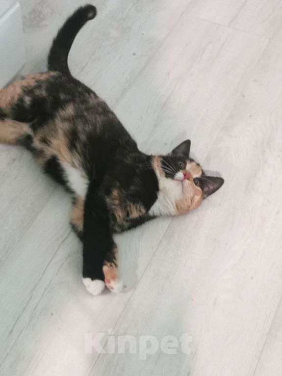 Кошки в Красногорске: Забавный котенок Нюша 5 месяцев ждет родителей  Девочка, Бесплатно - фото 3