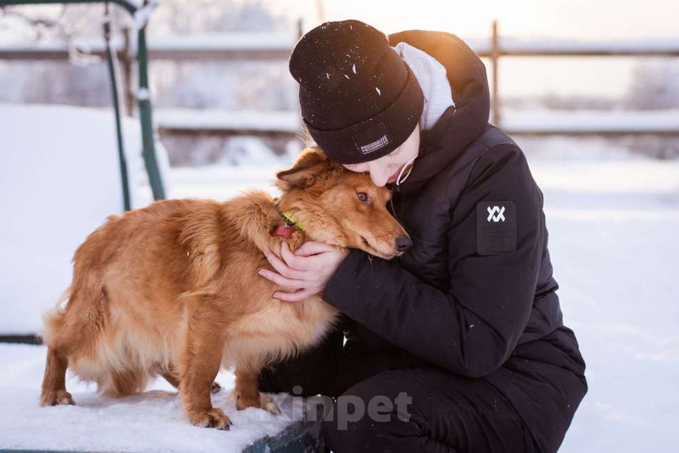 Собаки в Москве: Метис таксы в добрые руки Мальчик, Бесплатно - фото 7