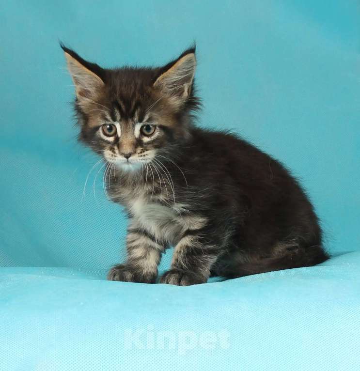 Кошки в Раменском: Котенок Мейн-кун Девочка, 45 000 руб. - фото 5