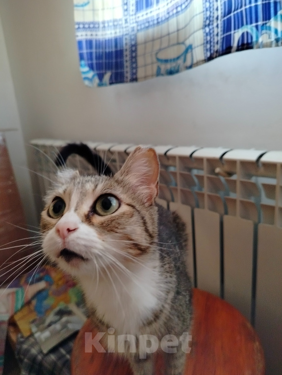 Кошки в Новосибирске: Кошечка Алиса Девочка, Бесплатно - фото 2
