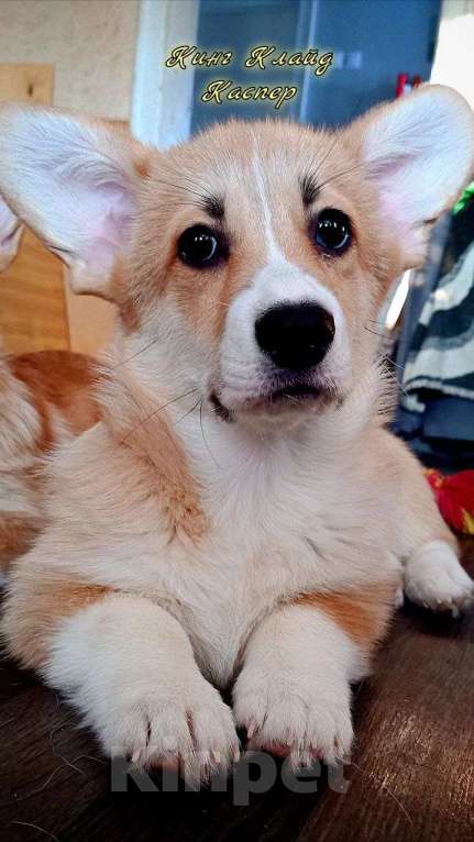 Собаки в Волгограде: Щенки вельш корги пемброк  Девочка, 50 000 руб. - фото 4