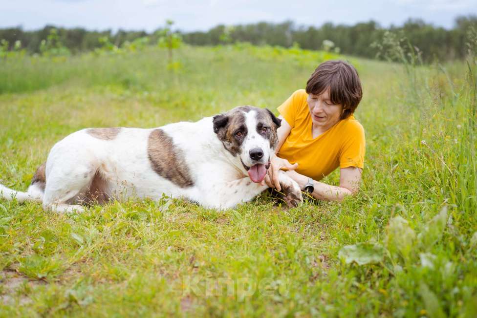 Собаки в Москве: Добрый мальчишка в поисках семьи и дома Мальчик, Бесплатно - фото 5