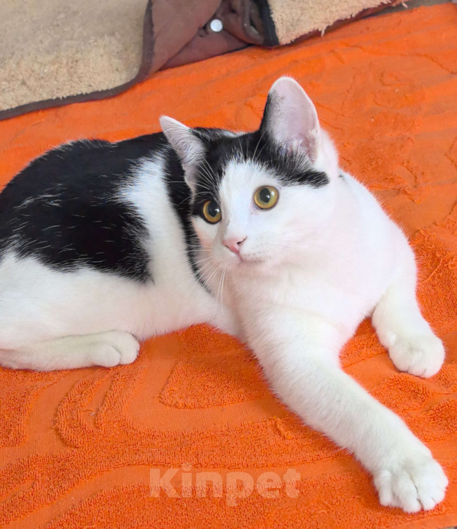 Кошки в Москве: Котёнок Смурфик ищет семью! Мальчик, Бесплатно - фото 3
