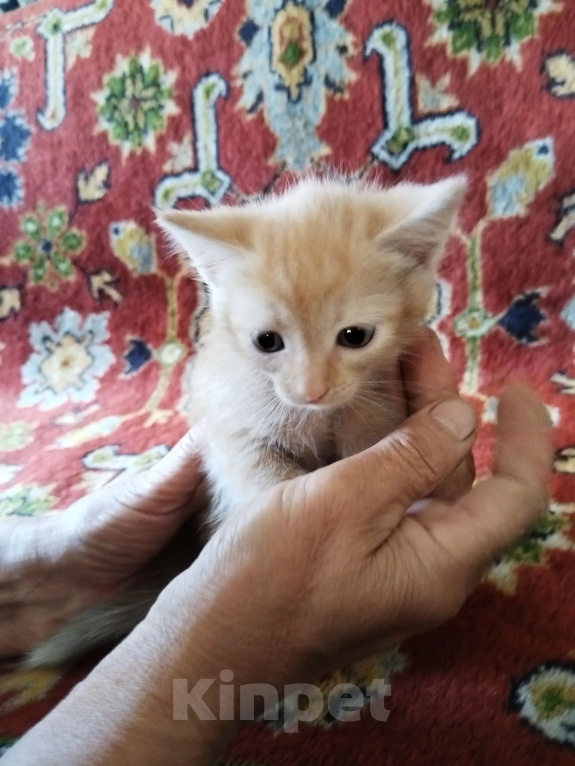 Кошки в Ленинске-Кузнецком: Котёнок в добрые руки Девочка, Бесплатно - фото 2
