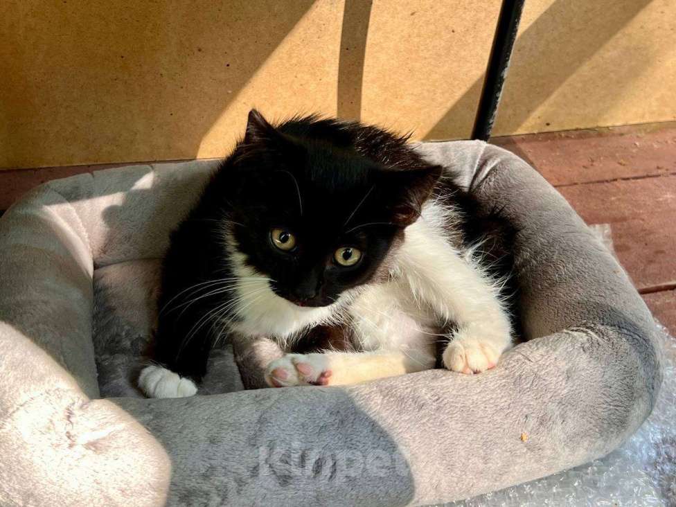 Кошки в Москве: Котёнок ищет дом  Мальчик, Бесплатно - фото 1
