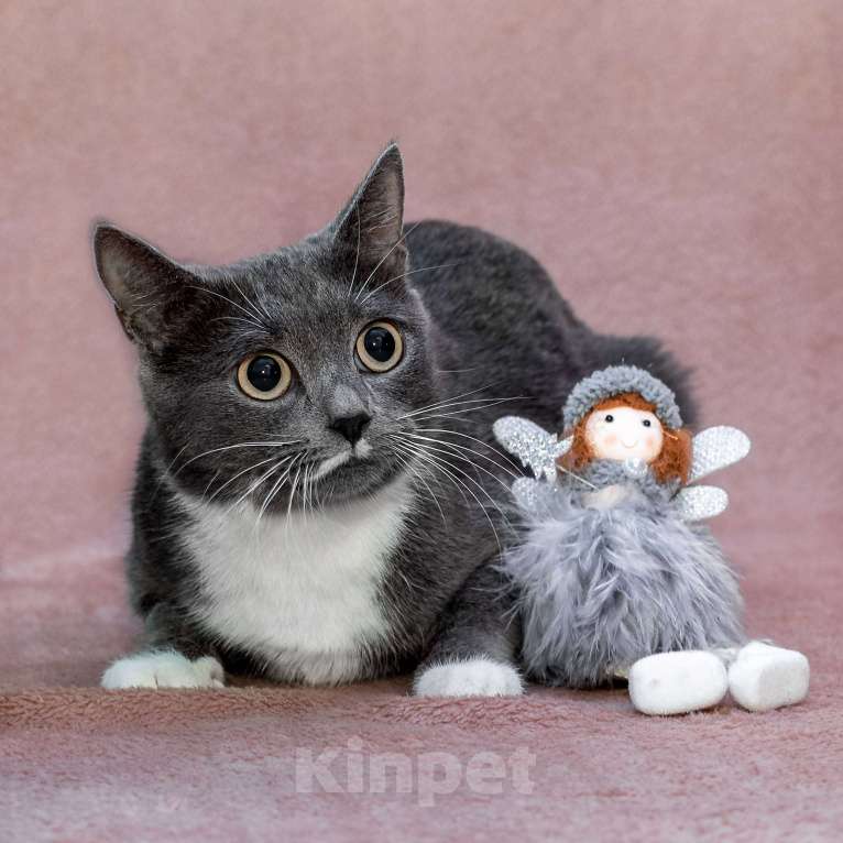 Кошки в Москве: кошка Жемчужина ищет дом Девочка, Бесплатно - фото 5