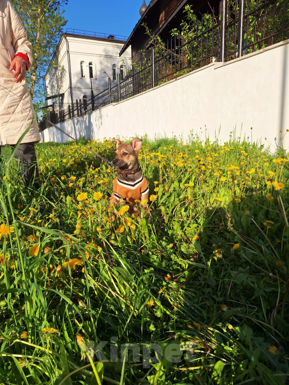 Собаки в Москве: Щенок в добрые руки Мальчик, Бесплатно - фото 9