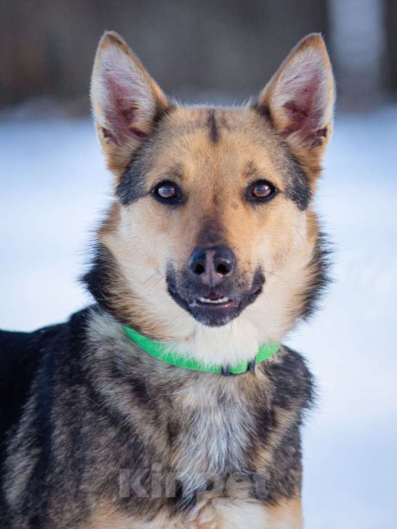 Собаки в Москве: Дина небольшая собака-компаньон. Девочка, Бесплатно - фото 5