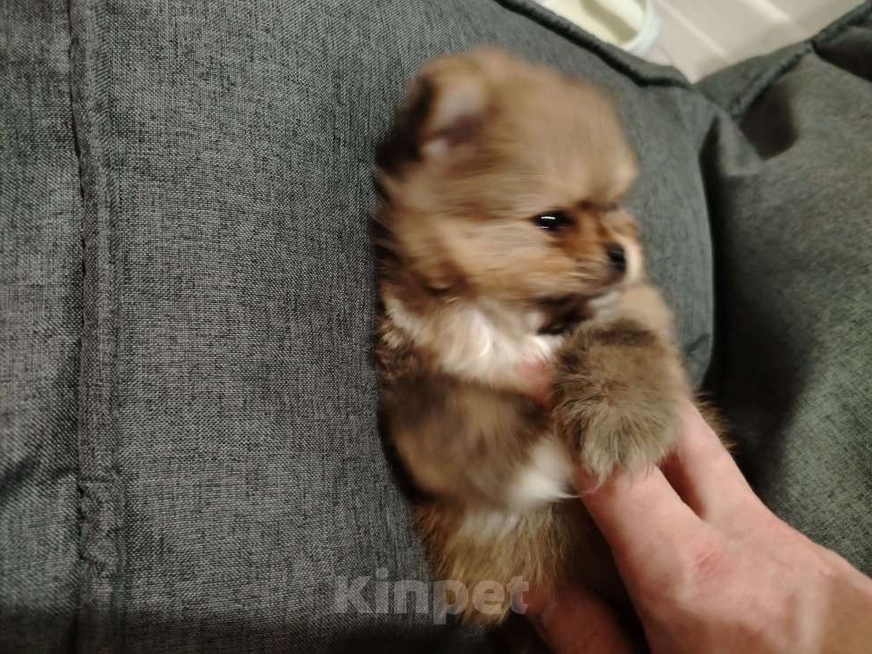 Собаки в Москве: микро щенок шпиц Мальчик, 85 555 руб. - фото 3