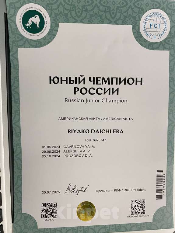 Собаки в Уфе: «Щенки американской акиты от титулованных родителей, докум. РКФ Разнополые, 50 000 руб. - фото 4