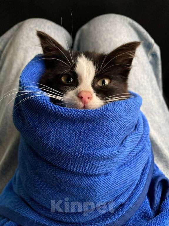 Кошки в Калининграде: Котёнок в добрые руки Мальчик, Бесплатно - фото 2