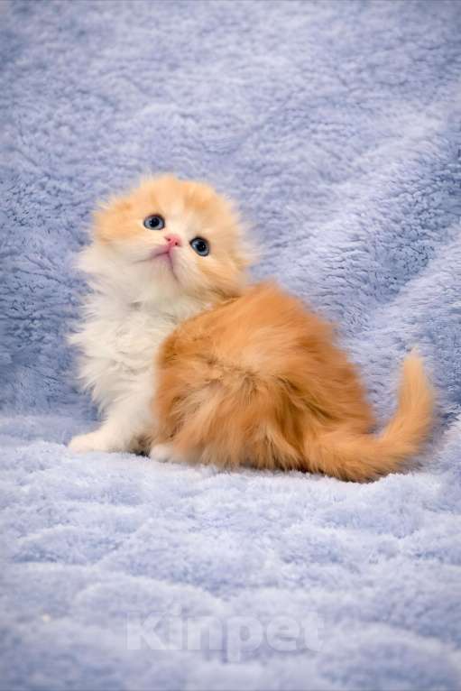 Кошки в Москве: Хайленд-фолд мальчик Мальчик, 70 000 руб. - фото 5