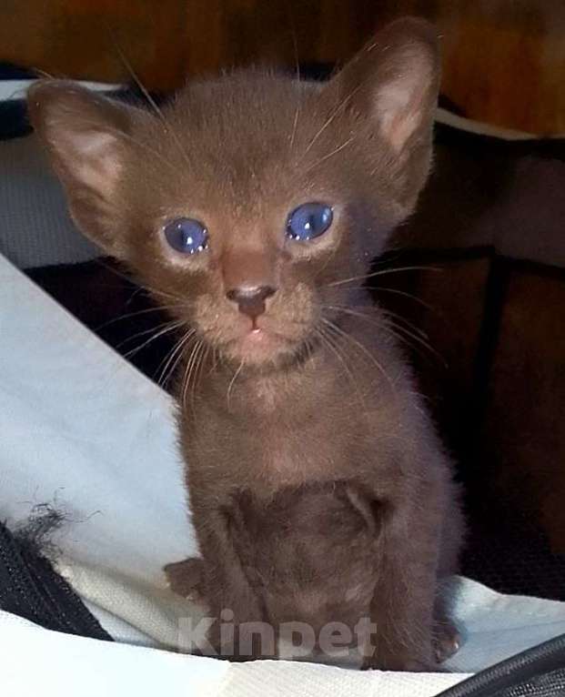 Кошки в Москве: Ориентальные котята  Девочка, 15 000 руб. - фото 10