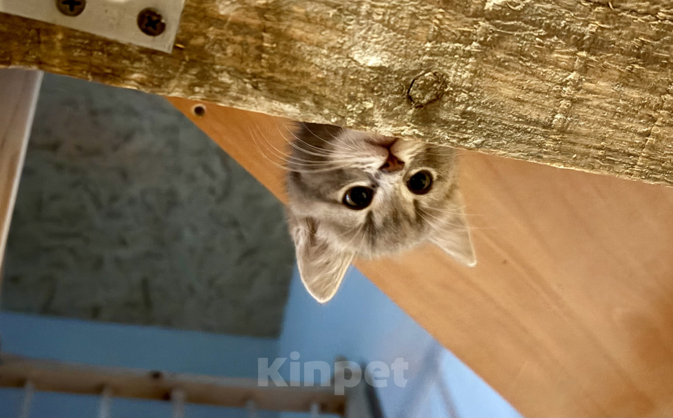 Кошки в Санкт-Петербурге: Дымчатая милота ищет милых хозяев Девочка, Бесплатно - фото 2
