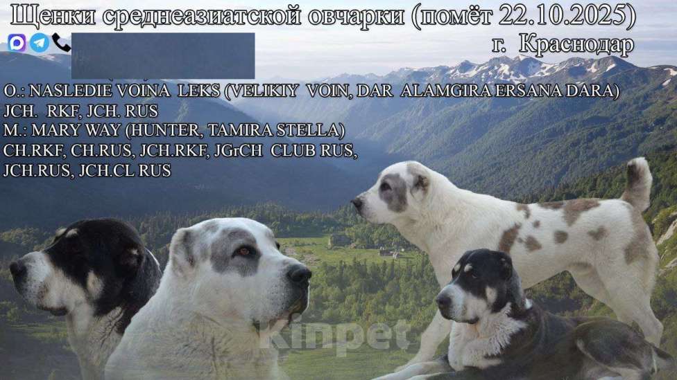 Собаки в Краснодаре: Кобель САО (вязка) Мальчик, Бесплатно - фото 3