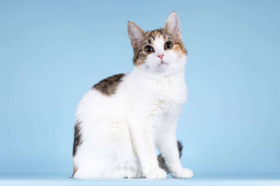 Кошки в Москве: Для котёнка-подростка Ники ищем самые добрые руки.  Девочка, Бесплатно - фото 1