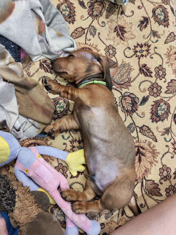 Собаки в других городах Самарской области: Щенок таксы Мальчик, 25 000 руб. - фото 5